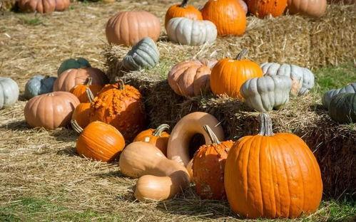 黑料吃瓜网apk普通安装 